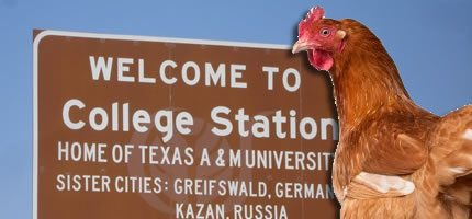 A dangerous place for a hen like this