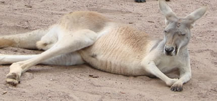 Lazy, lazy creatures