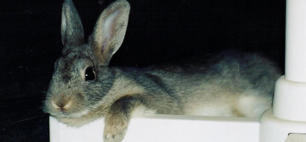 He's a casual rabbit.