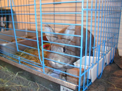 Caged fury