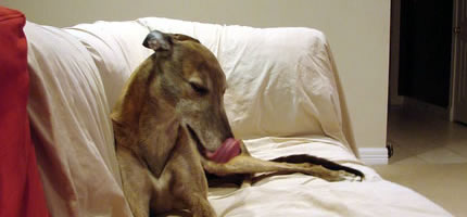 The lick