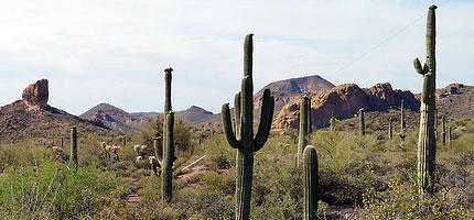 Yep, it's Arizona.