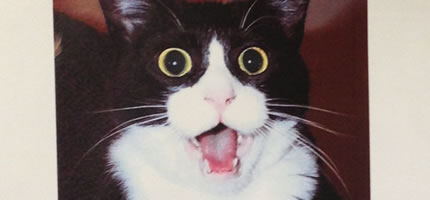 Cat of pending change!
