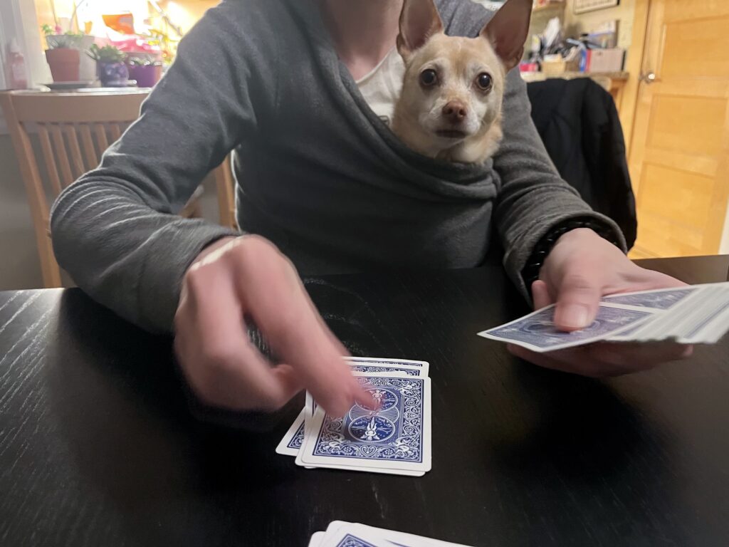 Dog playing cards