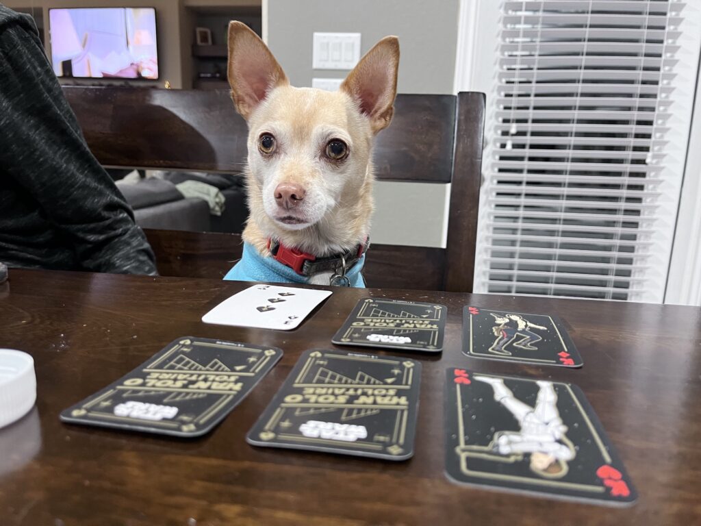 Dog playing cards
