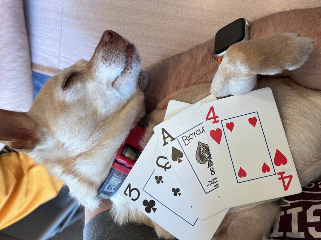 Dog playing cards