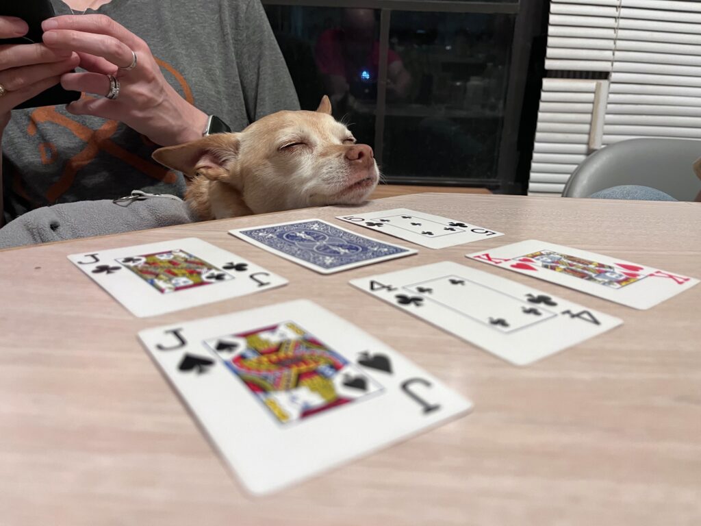 Dog playing cards