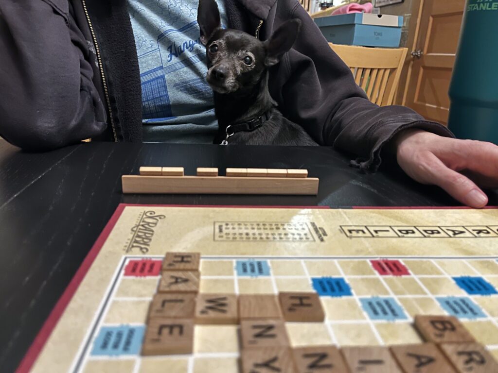 Dog playing Scrabble