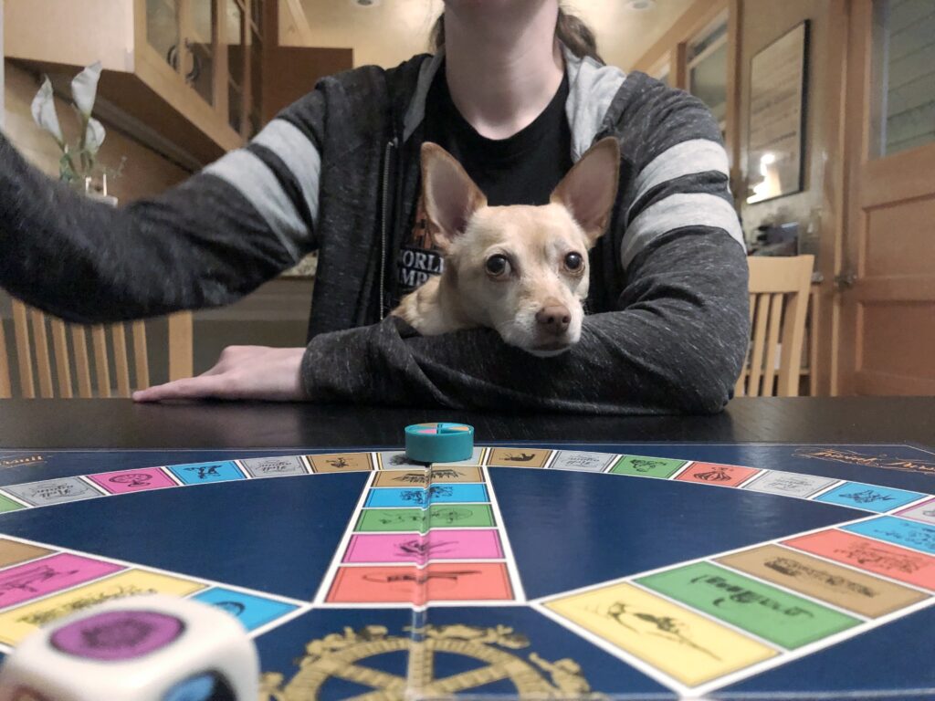 Dog playing Trivial Pursuit