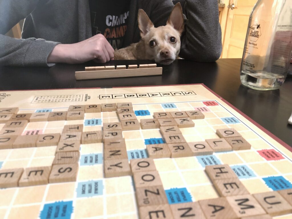 Dog playing Scrabble
