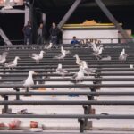 Seagulls in the outfield stands