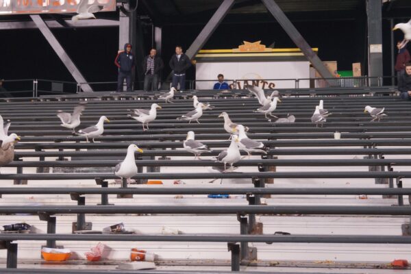 Seagulls in the outfield stands