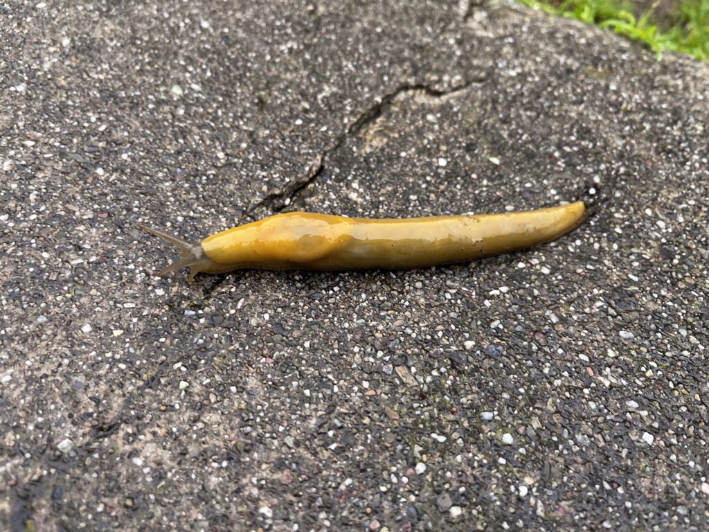 Banana slug