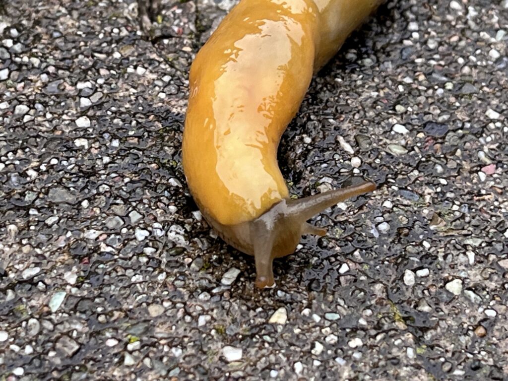 Banana slug