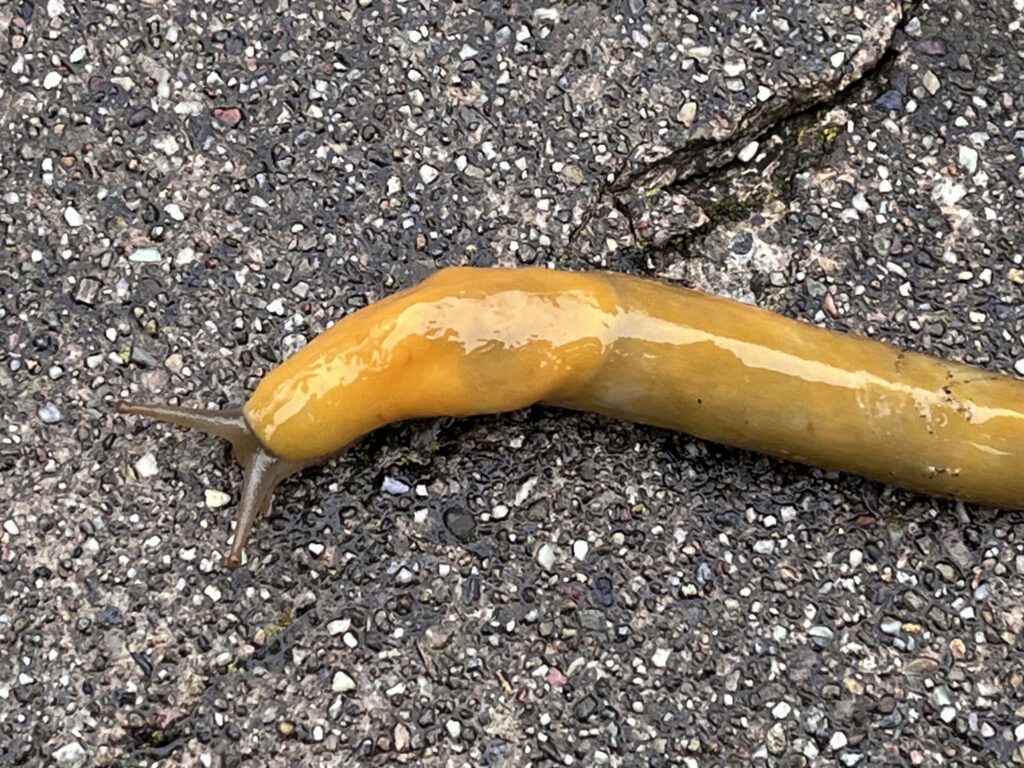 Banana slug