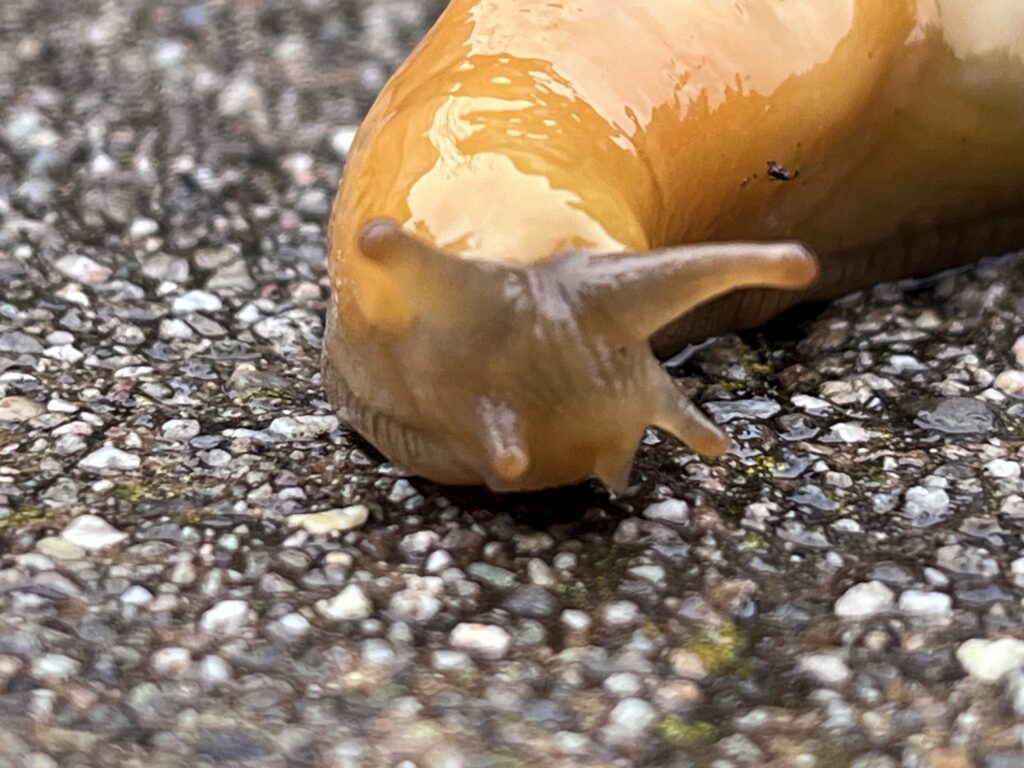 Banana slug