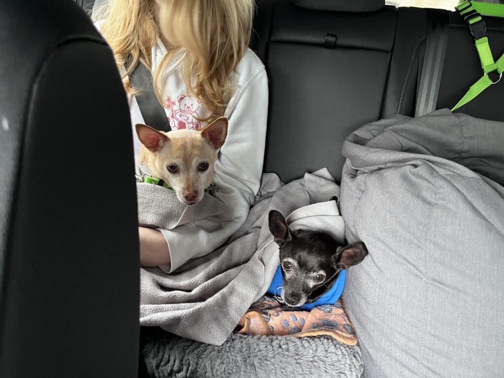 Dogs riding in the backseat