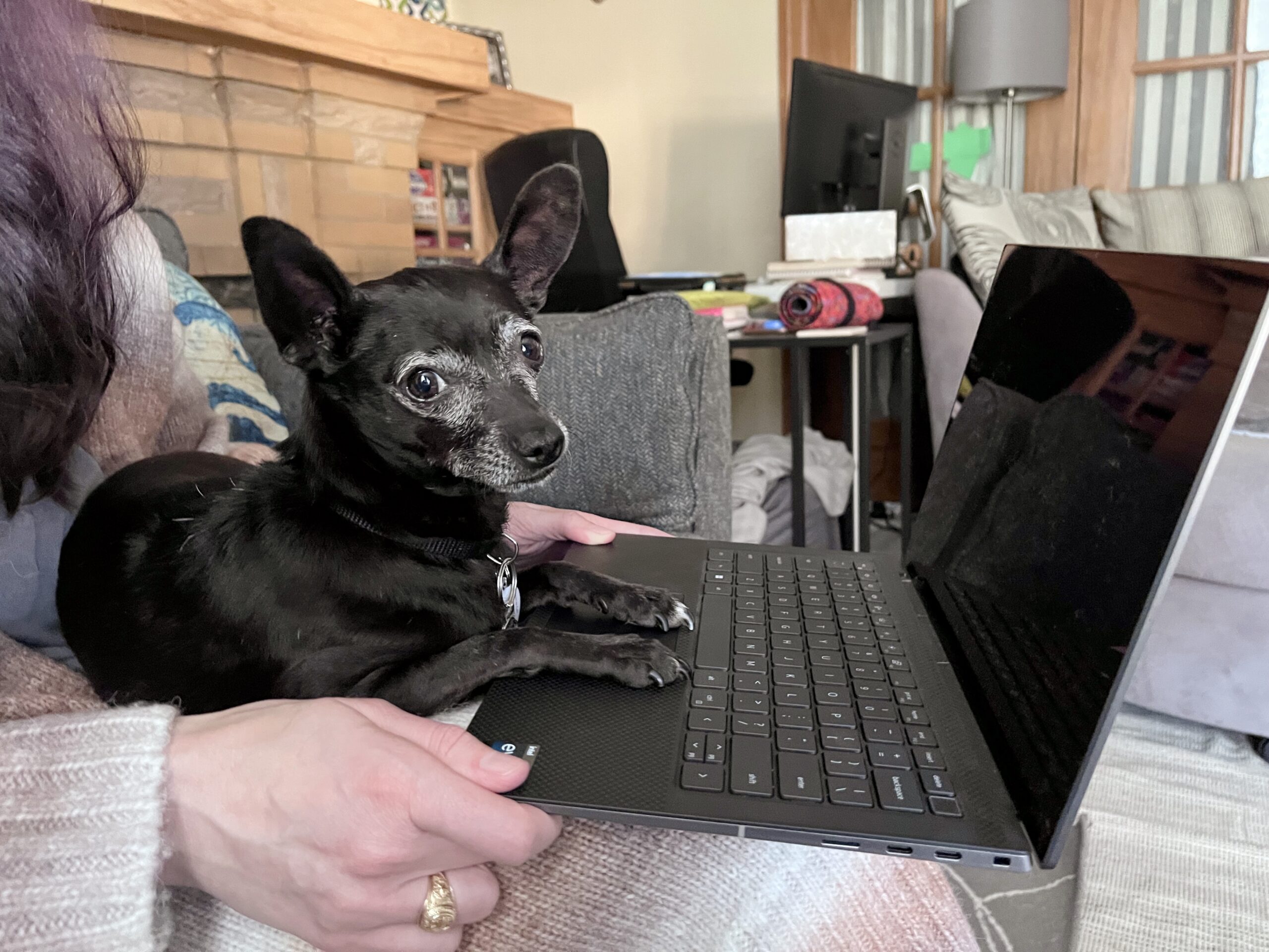 Dog at a laptop