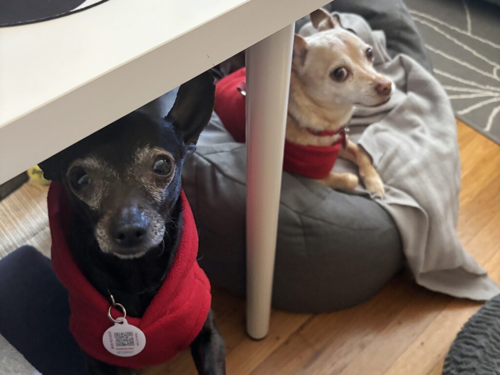 Sisters...hanging out under the desk!